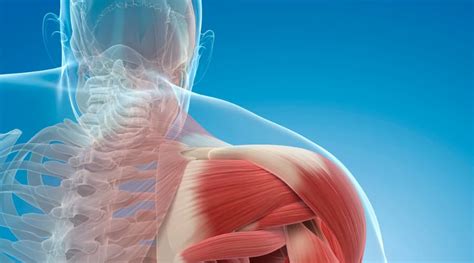 muscle pain   chiropractic  vale health clinic