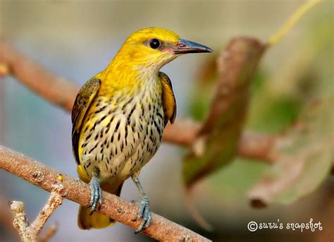 Golden Oriole | by Suvimalee Karunaratne