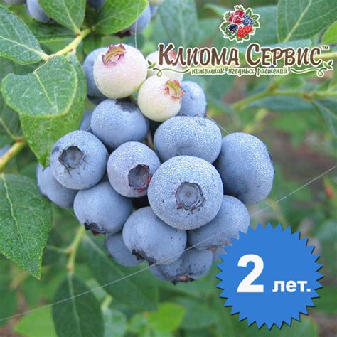 Продам голубика "Элизабет" 2-летняя, купить голубика "Элизабет" 2 ...