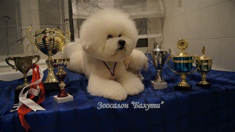 Бишон фризе