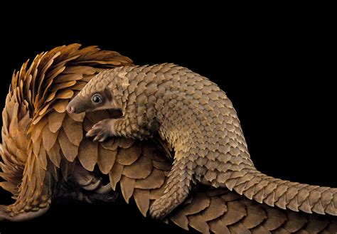 It’s World Pangolin Day!! Fun facts about the Tree Pangolin | National ...