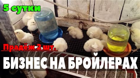 Бизнес на бройлерах КОББ 500 5 Сутки Вода и корм для бройлеров - YouTube