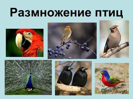 Презентация на тему: "Размножение птиц. 1.Биологический диктант Тело ...