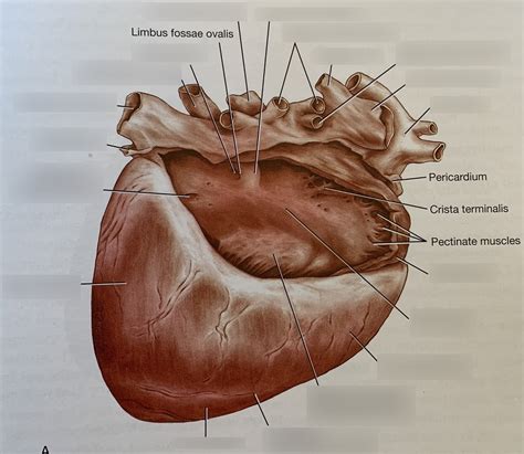 interior   atrium  lateral view diagram quizlet