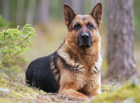 Totul ce trebuie sa stii despre rasa Ciobanesc German