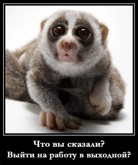 Прикольные картинки про животных