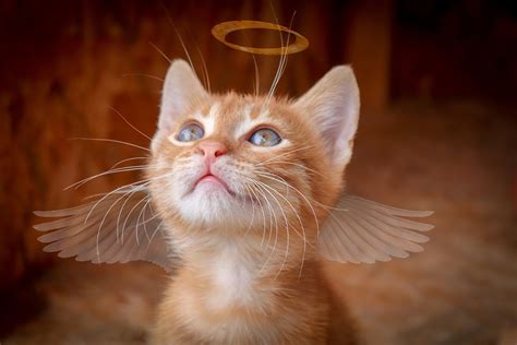 Cat Angel Christmas - Free photo on Pixabay