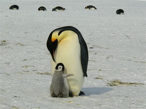 Penguins Emperor Baby - Free photo on Pixabay