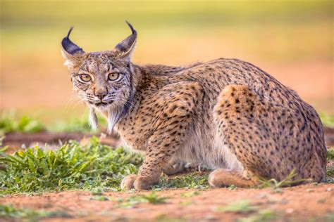 Iberian lynx returns after 30 years of absence - The Portugal News