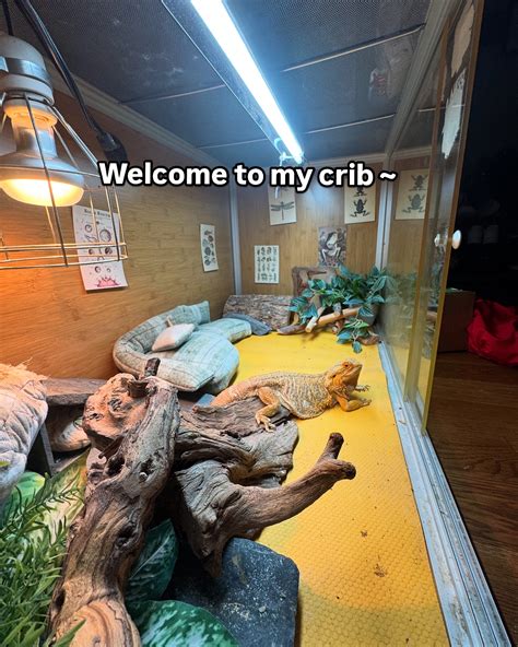 Margo the Beardie (@fairhopeherps) • Instagram photos and videos