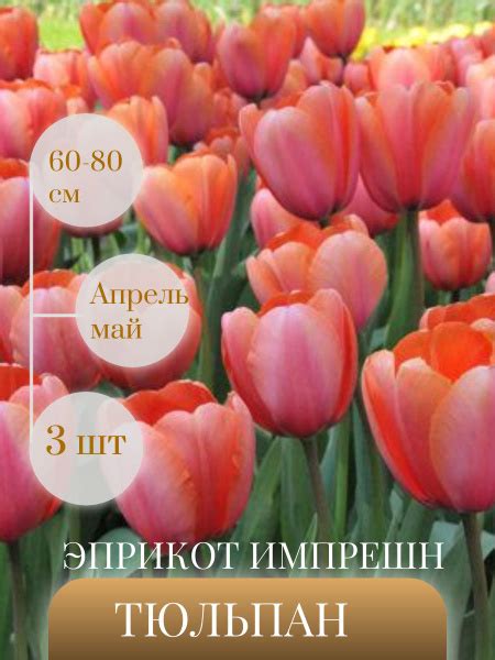 Тюльпан 18 - купить по выгодным ценам в интернет-магазине OZON (1630361448)