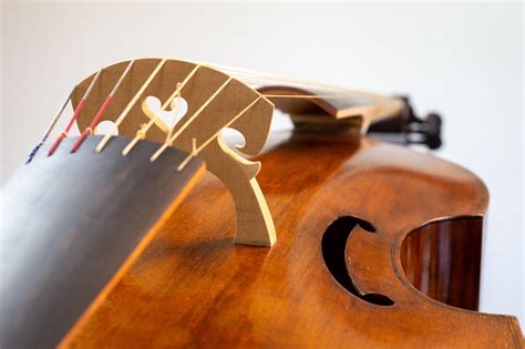 tutore gamba tutor images pixabay