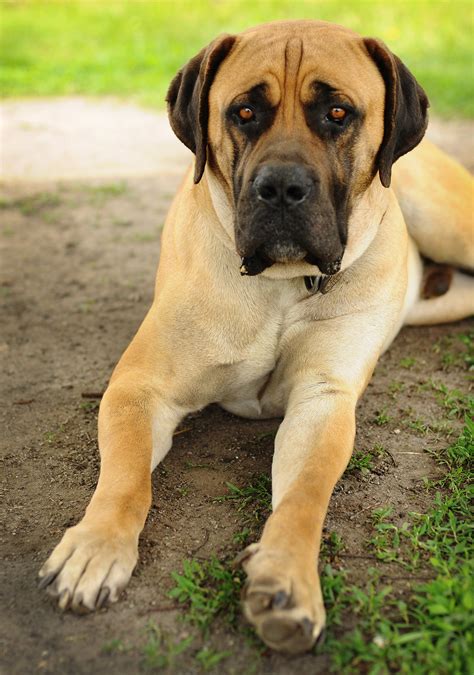 African Mastiff Dog - Profile | Facts | Traits | Profile - DogDwell