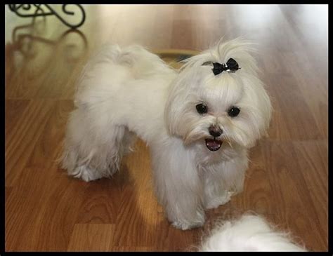 Maltese Puppy Cut Vs Teddy Bear Cut – KeepingDog