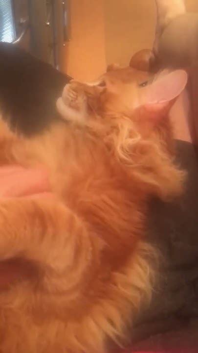 Замурчательное апельсиновое настроение😸 Хома кайфушник тарахтелка ...