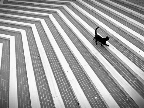 Penthouse Pet Photos, Download The BEST Free Penthouse Pet Stock Photos