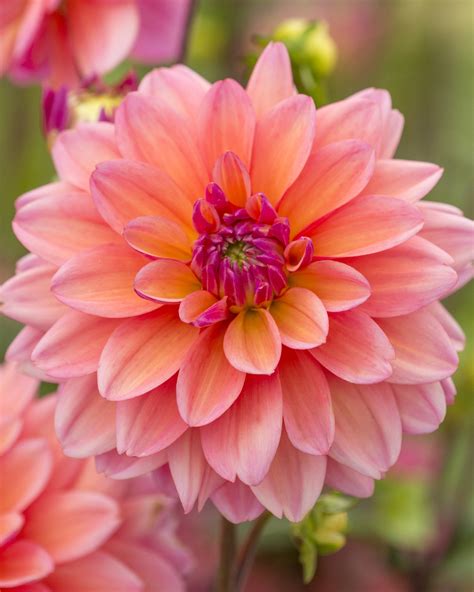 Dahlia 'Great Silence' tubers — Buy online at Farmer Gracy UK