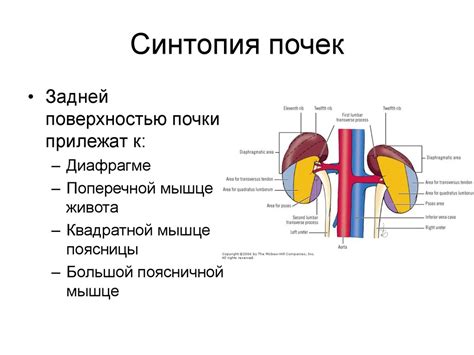 Почки. Анатомия почки. Нефрэктомия - презентация онлайн