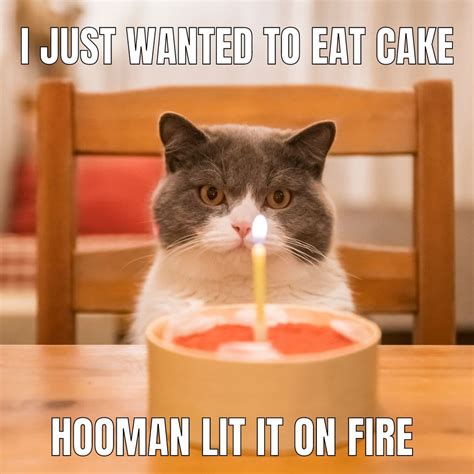 cat birthday memes  feline festivities great pet living