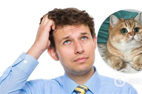 Як знайти кота