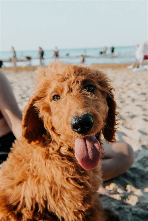 Michigan - dog friendly places | All Places Dog