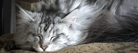 Dreams of Bereavement: How Your Dreams Help You Grieve - Dr. Leslie Ellis