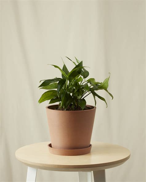 Buy Potted Baltic Blue Pothos Indoor Plant | Bloomscape