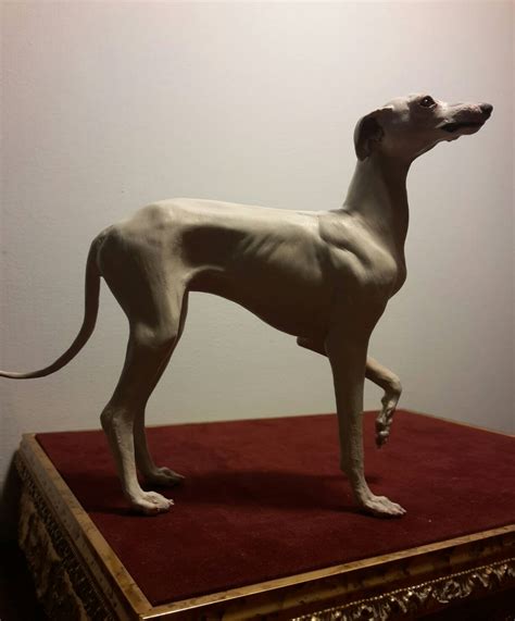 White standing greyhound by DAragonaMarina on DeviantArt