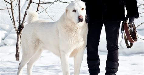 Alabai (Central Asian Shepherd) Dog Breed Complete Guide - A-Z Animals