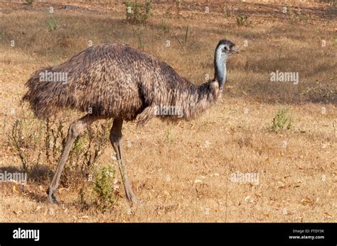 emu dromaius novaehollandiae stock photo alamy