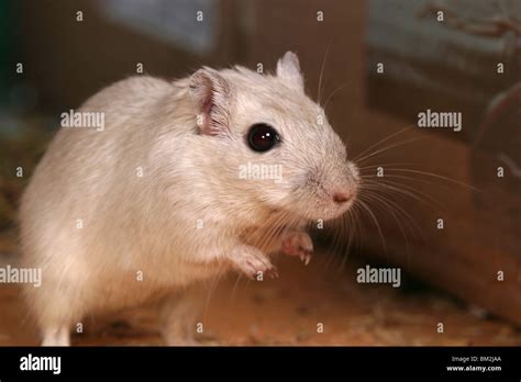Mongolische Wüstenrennmaus / mongolian mouse Stock Photo - Alamy