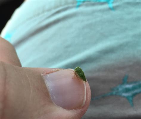 Found in Houston, Texas. Looks like a tiny fuzzy leaf! : r/whatsthisbug