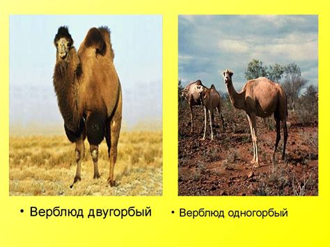 Растительный и животный мир пустыни - презентация онлайн