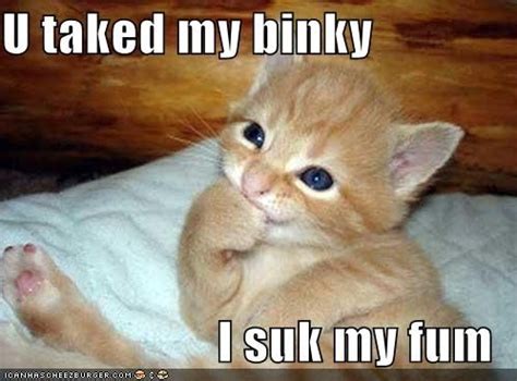 cute kitty memes - Cute Kittens Photo (41532545) - Fanpop