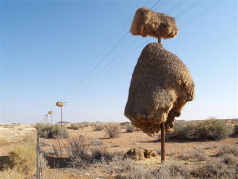🦤💀🦴⛏️Paleo_Daddy⛏️🦕🦖🦣 on Twitter: "Дивовижне гніздо ткачикових. Птахи ...