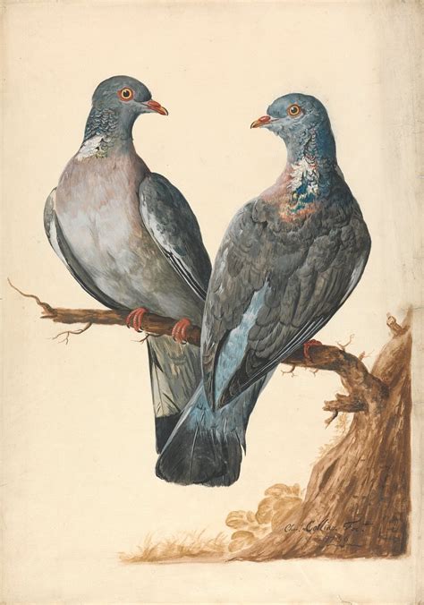 pigeon art   original artworks  rawpixel