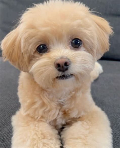 10 Maltipoo ideas to save today | dog haircuts, dog cuts, puppy haircut