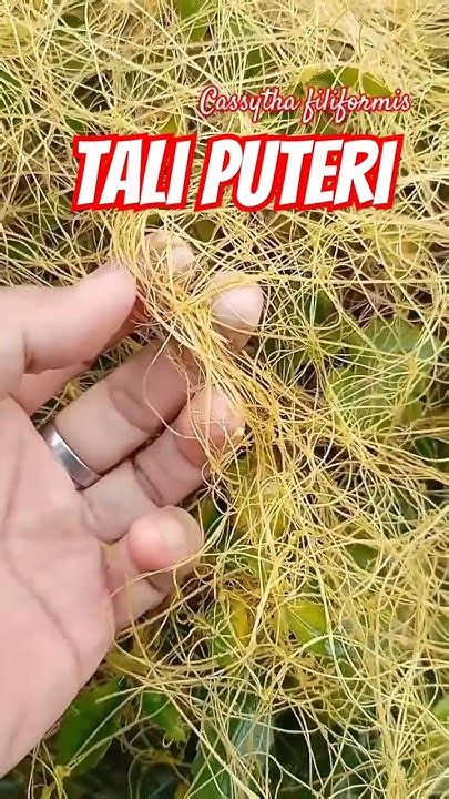 Tali puteri tumbuhan parasit yang unik #explore #taliputeri#shortvideo ...