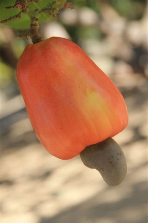 Caju | Fruit, Stuffed peppers, Parts of a plant