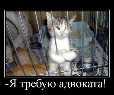 Анекдоты про адвоката