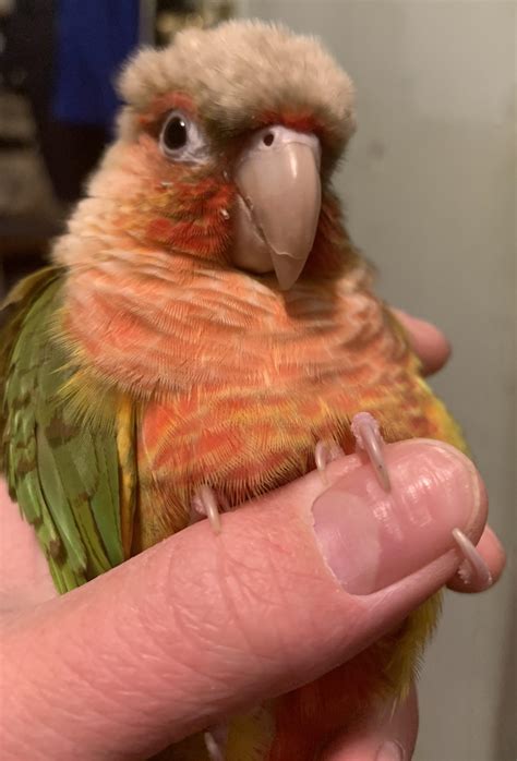guide to parrot vomiting without vet