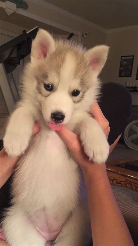 This little weiner husky – Artofit