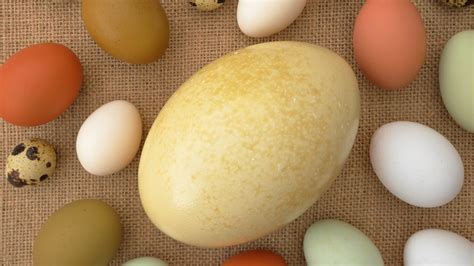 facts      eating ostrich eggs