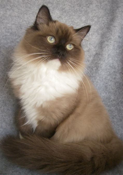 Ragdoll Kittens For Sale at Dylan Trouton blog