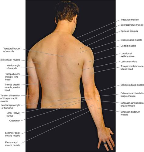 Surface Anatomy Diagram