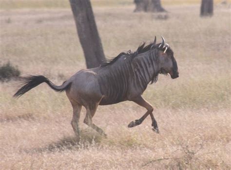 Blue wildebeest | Wildebeest, Blue wildebeest, Serengeti