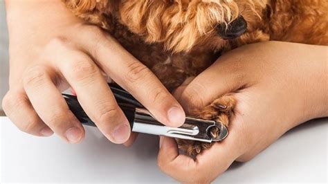how to stop a dog's nails from bleeding