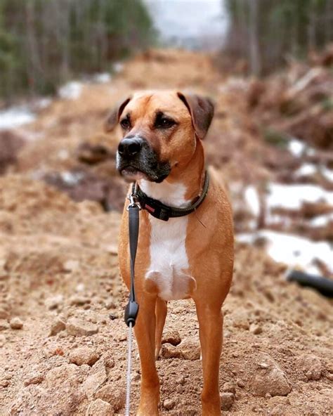 Black Mouth Cur Mixes: 13 Fearless and Protective Crossbreeds