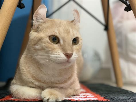 can cats have mango 1