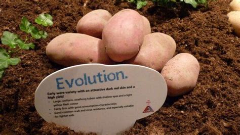 Сорт картофеля Эволюшн (Evolution): характеристика и описание, отзывы ...